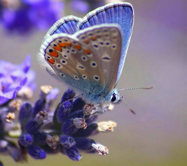 blålilla_sommerfugl
